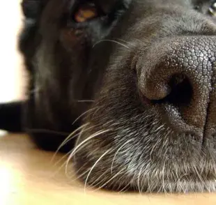 Esta es la función de los bigotes de los perros