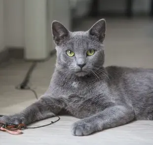 Qué raza de gato es el gato azul