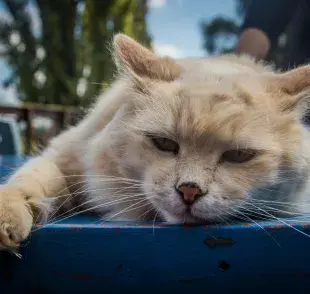 ¡Cuidado! Señales de que tu gato puede estar envenenado