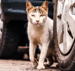 ¿Cuáles son los lugares favoritos de los gatos cuando salen de casa?