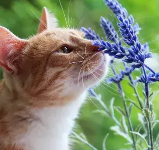 Olores para calmar a tu mascotas ante los ruidos