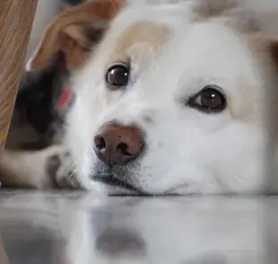 Cómo ayudar a tu mascota a sentirse protegida durante la pirotecnia.