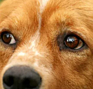 ¿Por qué les da conjuntivitis a los perros? Te decimos las causas principales