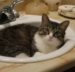 ¿Qué atrae a mi gato al baño? ¡Descubre el misterio!