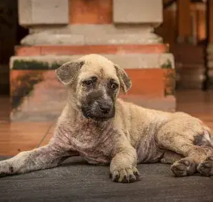 ¿Por qué mi perro tiene un hoyo en el pelaje? Descubre las razones