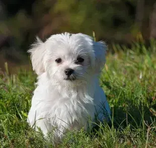 Top 5 de perros chiquitos peludos que seguro amarás