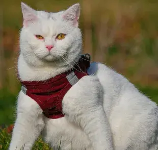 Toma en cuenta la comodidad de tu gato a la hora de elegir arnés. 