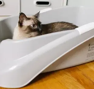 La arena para gatos es más fácil de limpiar. 