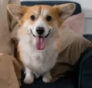 Los Corgi son grandes nadadores por su anatomía.