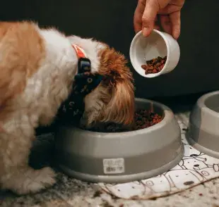 Darle croquetas echadas a perder a tu perro puede ocasionarle enfermedades graves.