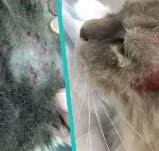 Dermatitis en gatos y cómo detectarla