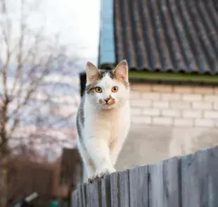 La columna vertebral es clave en el equilibrio del gato.