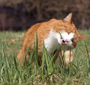 Uno de los principales beneficios del pasto para gatos es su efecto positivo en el sistema digestivo. 