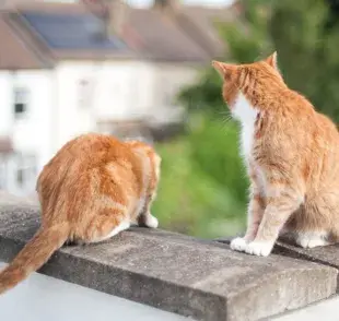 Es fundamental no recurrir a métodos agresivos o dañinos para los gatos.