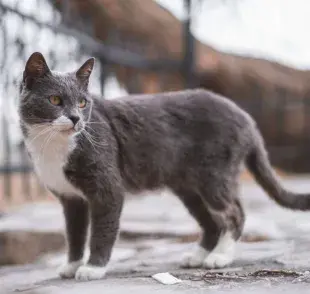 En caso de que el gato esté herido o en mal estado, es mejor no intentar moverlo por tu cuenta. 