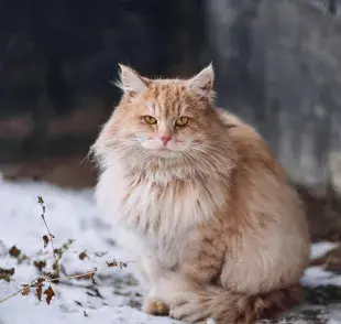 Uno de cuatro gatos de casa tiene obesidad.