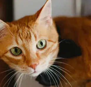 Los gatos naranjas, también conocidos como gatos atigrados o "tabby", son famosos por su pelaje distintivo y su personalidad.