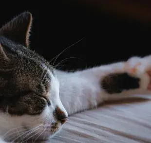 Cuidado con las uñas encarnadas, pues un gato polidáctilo es más propenso. 