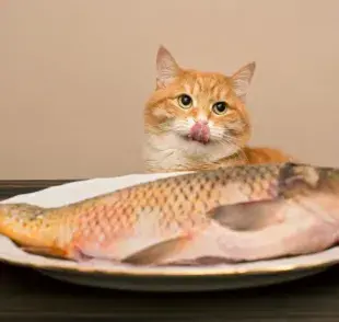 El pescado crudo presenta varios riesgos para los gatos domésticos.