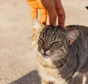 La sarna sarcóptica sí puede transmitirse más fácilmente a los humanos.