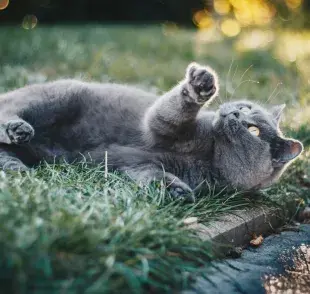 Si tu gato se rasca mucho podrían ser ácaros. 