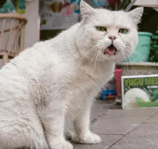 Los gatos también pueden desarrollar alergias. 