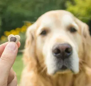 El colágeno es una proteína esencial para la salud de las articulaciones, piel y pelaje de los perros. 