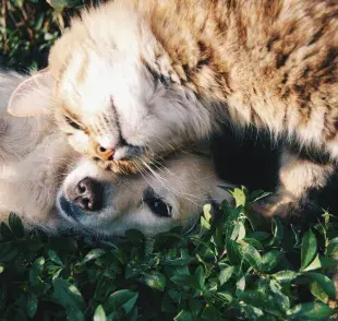 Los perros son más inteligentes que los gatos.