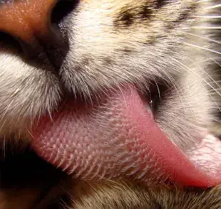 Una de las funciones más importantes de la lengua de los gatos es la limpieza.