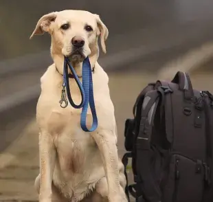 Cómo armar un kit de emergencia para tu mascota y qué elementos no pueden faltar.