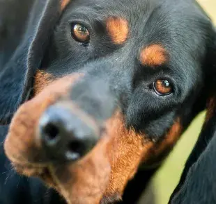 Mediante la nariz se puede encontrar a la mascota perdida. 