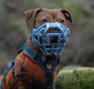 Un bozal mal puesto, puede causarle estrés a tu perro. 