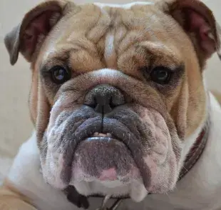 El bulldog es un perro ideal para quienes buscan un compañero cariñoso y leal.