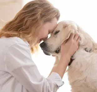 El labrador retriever es una de las razas más populares y recomendadas para apoyo emocional. 