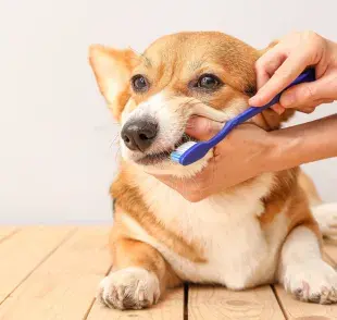 Idealmente, los perros deberían recibir un cepillado dental diario.