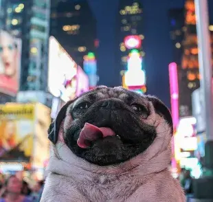 Las mascotas brindan compañía, afecto y se adaptan bien a estilos de vida urbanos.