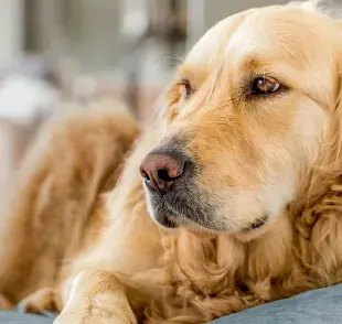 El hipotiroidismo en los perros se caracteriza por la deficiencia de las hormonas tiroideas.