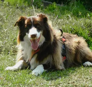 Que tu perro esté panzón se puede deber a una enfermedad.