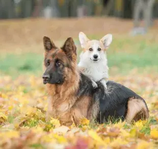 Los perros grandes envejecen más rápidamente a nivel celular.