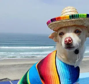 Algunos ingredientes de los antojitos mexicanos podrían ser seguros para los perros.