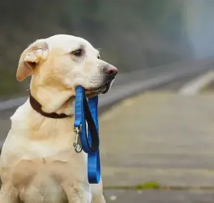 Si un perro se pierde cerca de su hogar, puede encontrar el camino de vuelta en cuestión de horas.