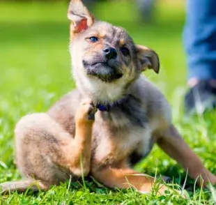 La dieta de un perro tiene un impacto directo en la salud de su piel y pelaje.