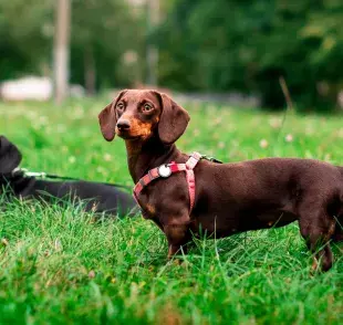 Más allá de su aspecto, el Dachshund de pelo largo también se destaca por su carácter.