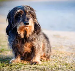 La dieta es uno de los factores más importantes en la salud de cualquier perro. 