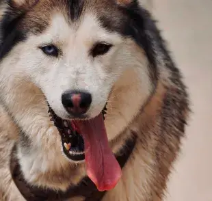 El babeo extremo en perro puede ser sinónimo de problemas.