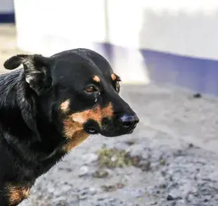 Descubre las principales razones por las que los perros lloran y cómo ayudarlos".