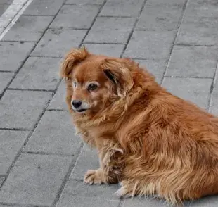 ¿Es un perro perdido o callejero? Aprende a diferenciarlos para ayudar a un perro perdido.