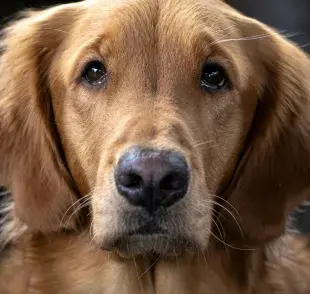 Los collares de castigo estresan a los perros.