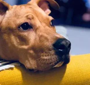 La cara de culpa de un perro es por tu reacción, no la suya.