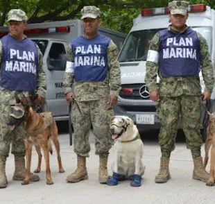 Los perros que participan en misiones de búsqueda y rescate pasan por un entrenamiento riguroso.